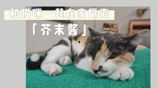娱乐吃瓜酱布丁是只喵,揭秘网红喵星人的魅力人生